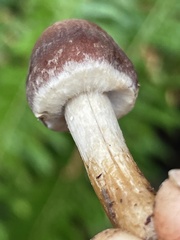 Psathyrella carinthiaca