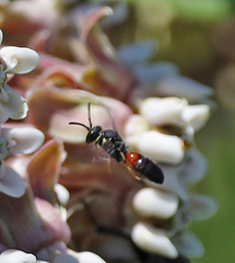 Hylaeus nelumbonis