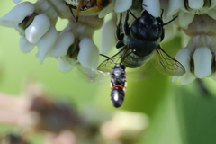 Hylaeus nelumbonis