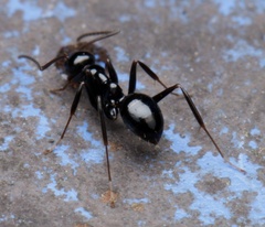 Prolasius