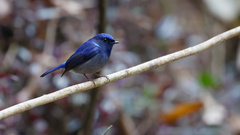 Niltava macgrigoriae