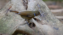 Niltava macgrigoriae