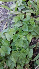 Violaceae