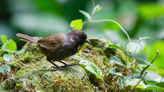 Nonggang Babbler photo 2