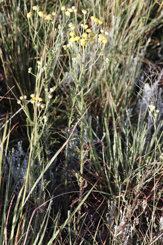 Marsh Vleireed (Nidorella pinnata)