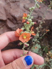 Sphaeralcea incana