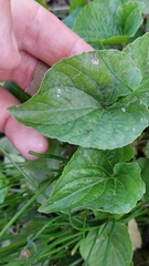 Violaceae