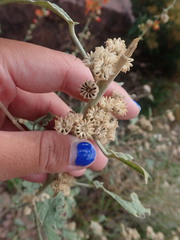 Sphaeralcea incana