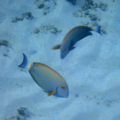Acanthurus dussumieri