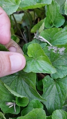 Violaceae