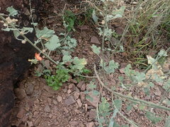 Sphaeralcea incana