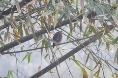 Glaucidium cuculoides