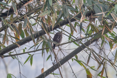 Glaucidium cuculoides