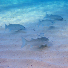 Crenimugil crenilabis