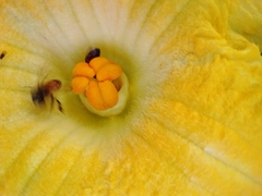 Cucurbita moschata