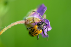 Brachyta interrogationis