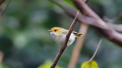 Abroscopus albogularis