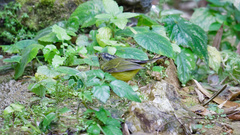 Phylloscopus valentini
