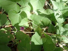 Mirabilis oxybaphoides