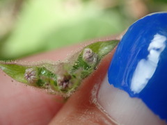 Mirabilis oxybaphoides