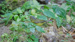 Phylloscopus valentini