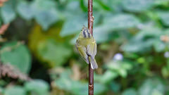 Phylloscopus valentini