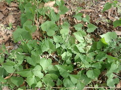 Mirabilis oxybaphoides
