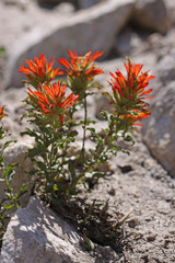 Castilleja applegatei viscida