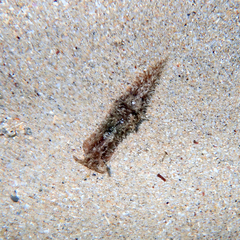 Stylocheilus striatus