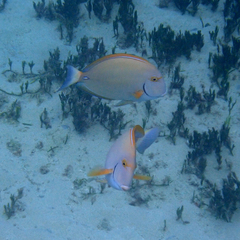 Acanthurus dussumieri