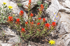 Castilleja applegatei viscida