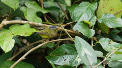 Phylloscopus intermedius