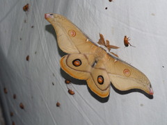 Opodiphthera eucalypti