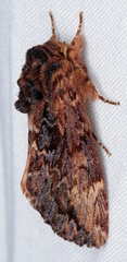 Sorama bicolor