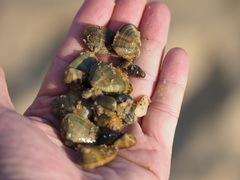 Donacidae