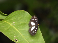 Neptis praslini