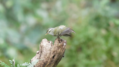 Phylloscopus reguloides