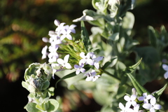 Conostomium natalense