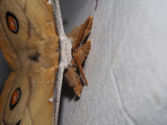 Opodiphthera eucalypti