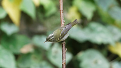 Phylloscopus reguloides