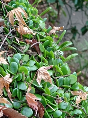 Lemmaphyllum microphyllum