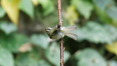 Phylloscopus reguloides