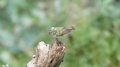 Phylloscopus reguloides
