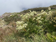Aciphylla glacialis