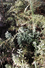 Conostomium natalense