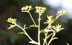 Nidorella auriculata