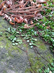 Lemmaphyllum microphyllum