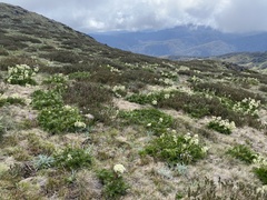 Aciphylla glacialis