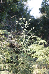 Nidorella auriculata