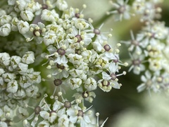 Aciphylla glacialis